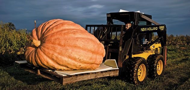 Giant pumpkin