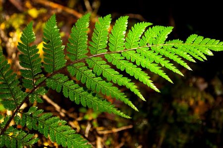 A fern repeats its pattern at various scales.