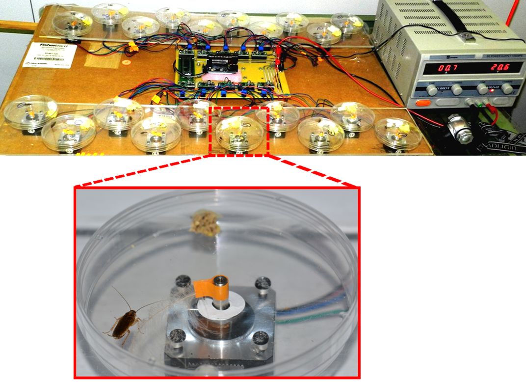 The researchers built a creative roach rig to contain their creepy-crawly subjects. The inset shows a roach experiencing a duck feather massage. Photo: Adrienn Uzsak