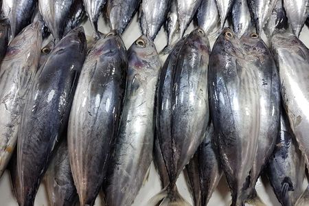 Skipjack tuna at a fish market in the Philippines
