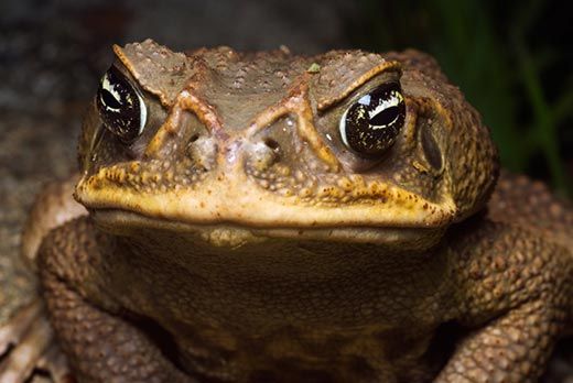 Cane toads