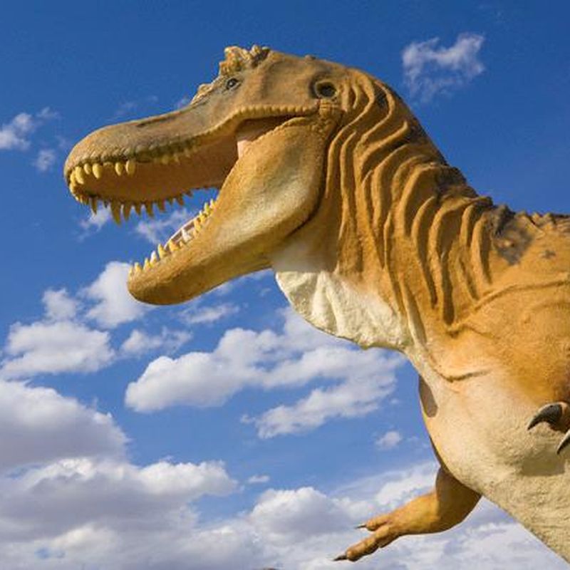 Why T. rex has tiny arms  University of California