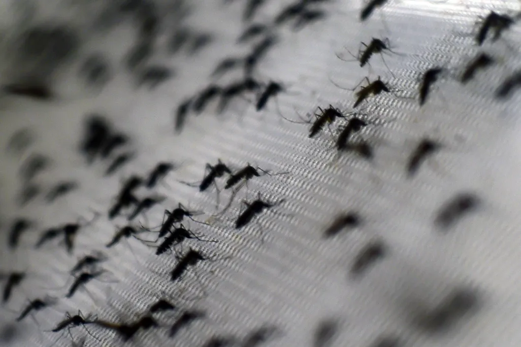 Mosquitoes on an angled netted surface