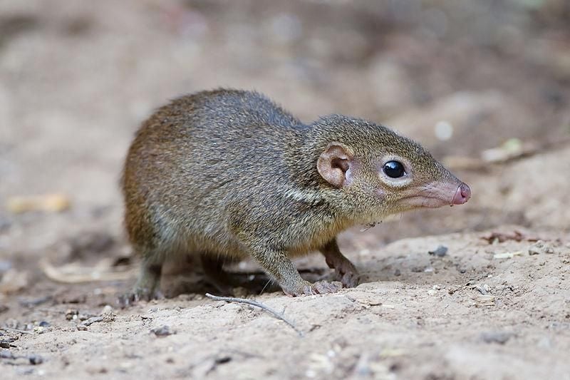 Tree shrew