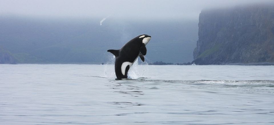  An orca whale breaches near Kamchatka, Russia 