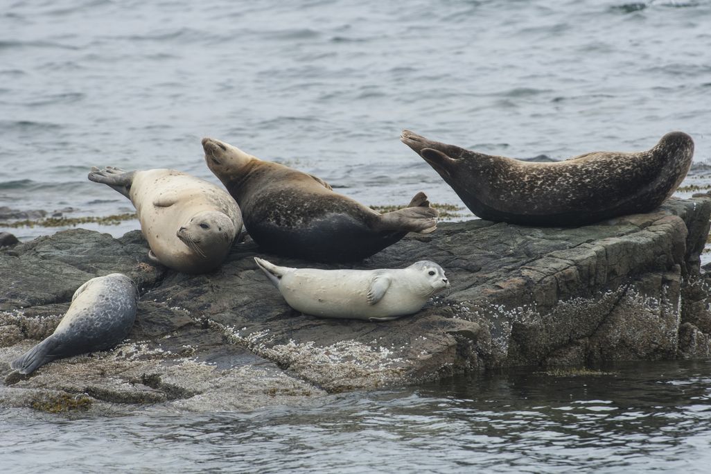 Seals sitting on a rock