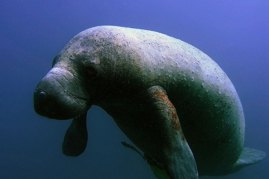 20120926091012manatee.jpg