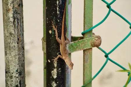 An Anolis cristatellus lizard in Puerto Rico.