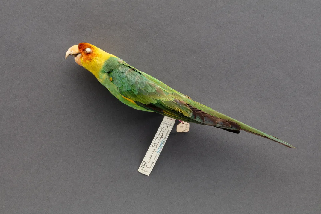 The skin of a male Carolina parakeet