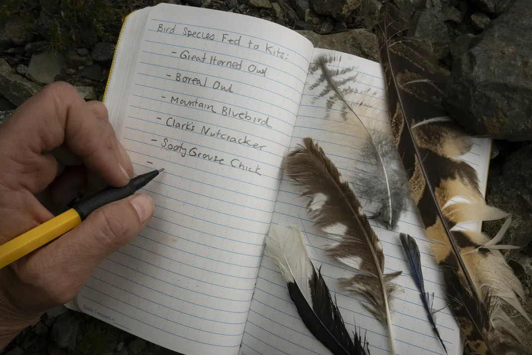 Stuart created a detailed record of the foxes in their den. Here, she jots down the kits’ meals for the day, which included two owls.
