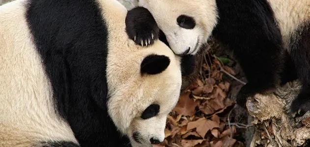 Giant pandas Mei Xiang and Tian Tian