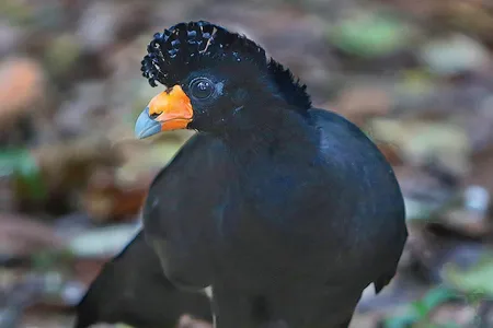 Paradoxically, food aid can cause game like the black curassow to be overhunted.