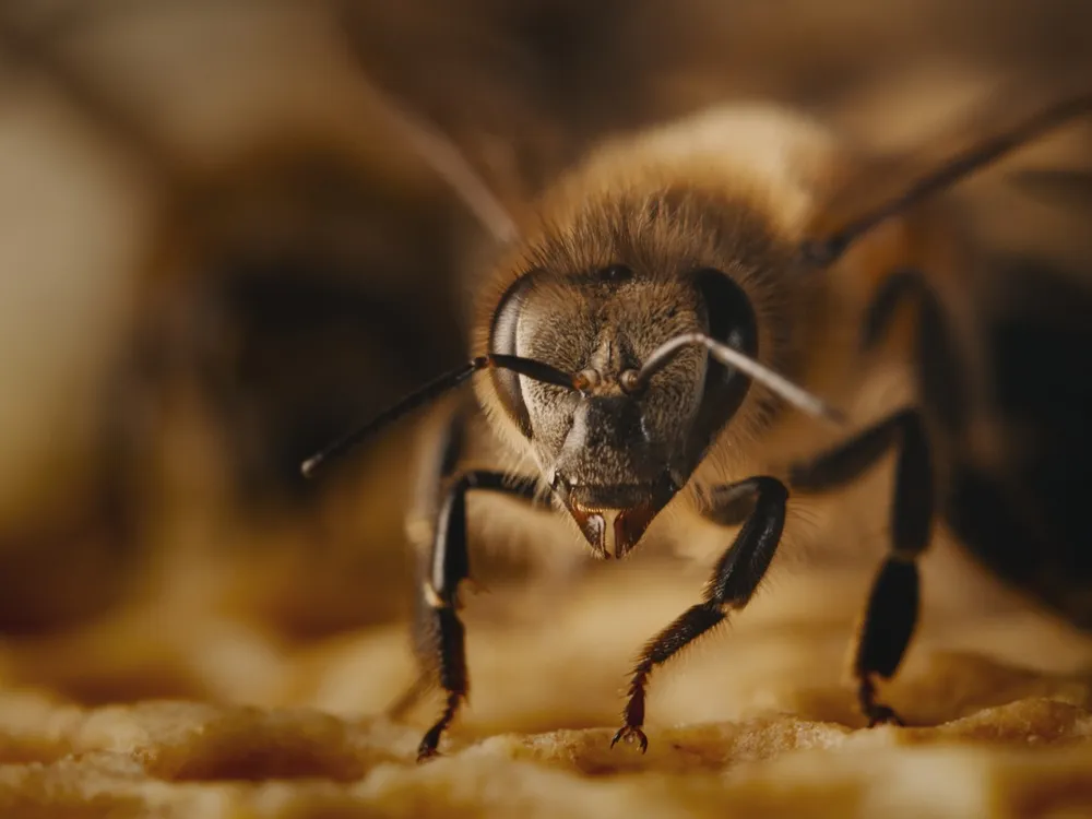 Diary of a Honey Bee.jpg
