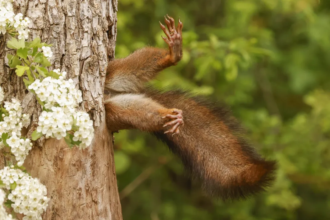 Stuck Squirrel