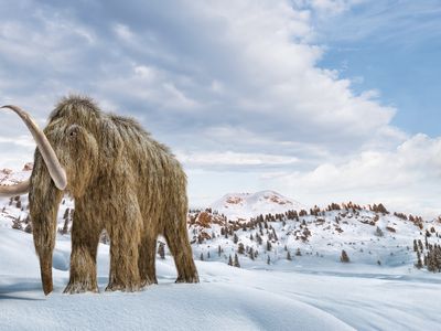 New research suggests early humans hunted and ate mammoths, as well as elk and bison, to a lower degree.