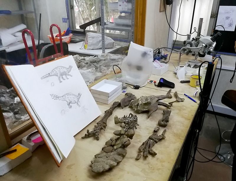 An image of the fossilized remains of a dinosaur tail sitting on a labratory table. Next to the tail is a book with the image of what the dinosaur species would have looked like.