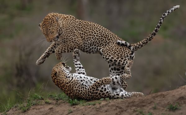 Leopard jump mating thumbnail