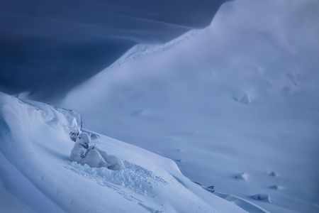 A female polar bear and her cub at twilight in Jameson Land near Ittoqqortoormiit, East Greenland. Danie Ferreira took this picture on a hunting expedition with locals while filming his documentary on Greenland dogs.