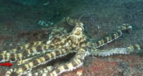 A good eye will spot the black-marble jawfish next to the mimic octopus's arm