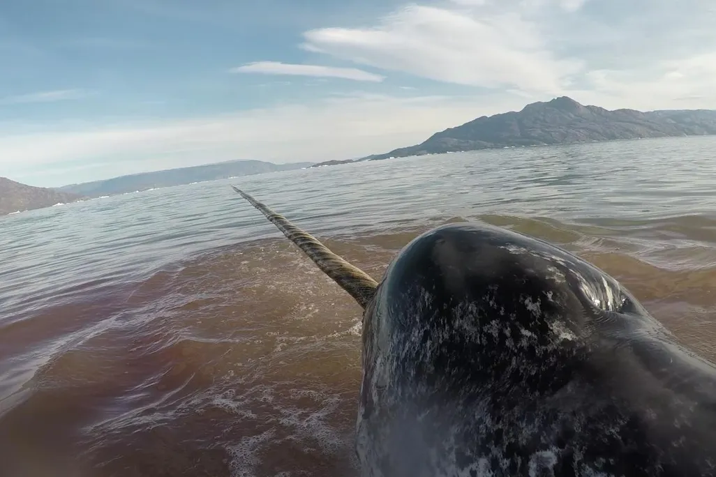 Narwhal