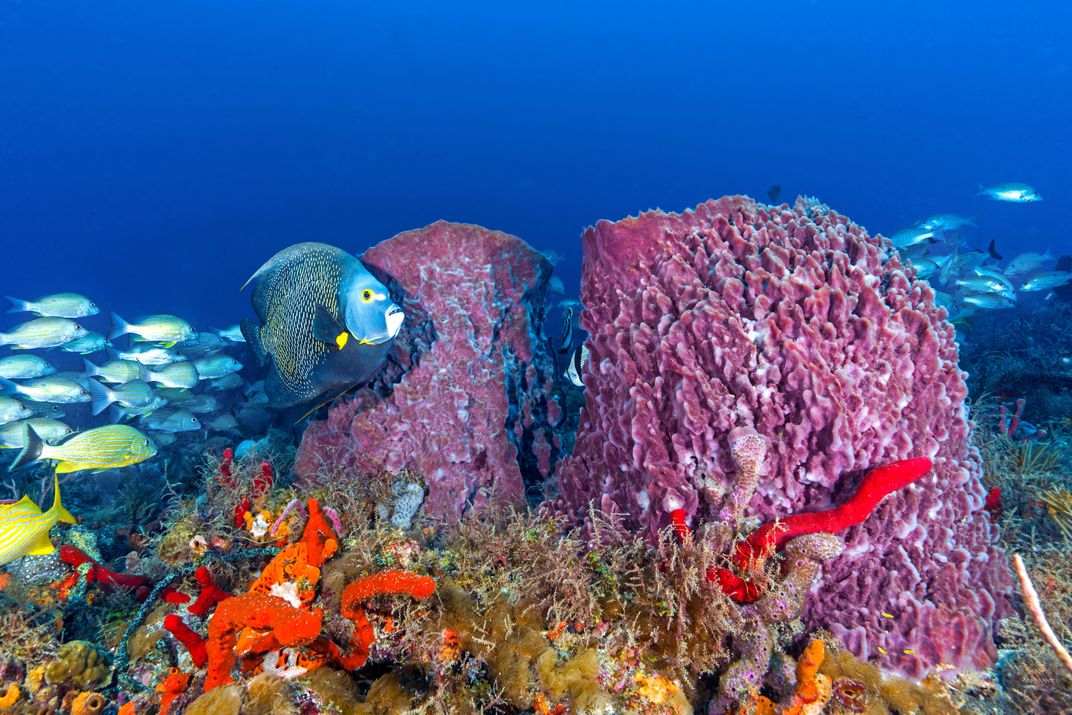 Sponge Garden Smithsonian Photo Contest Smithsonian Magazine
