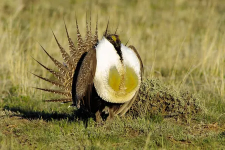 When male greater sage grouse attempt to attract a mate, they puff up their chest, droop their wings and fan their tail feathers into a starburst shape.