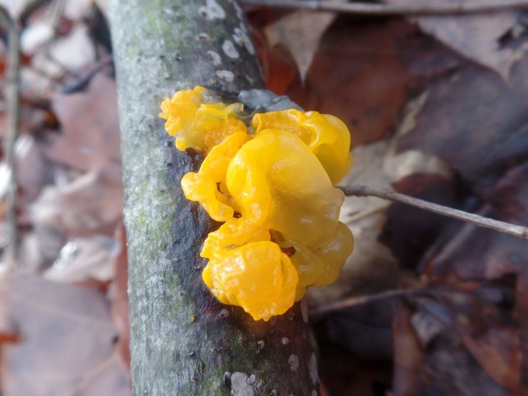 Download Yellow Fungus | Smithsonian Photo Contest | Smithsonian ...