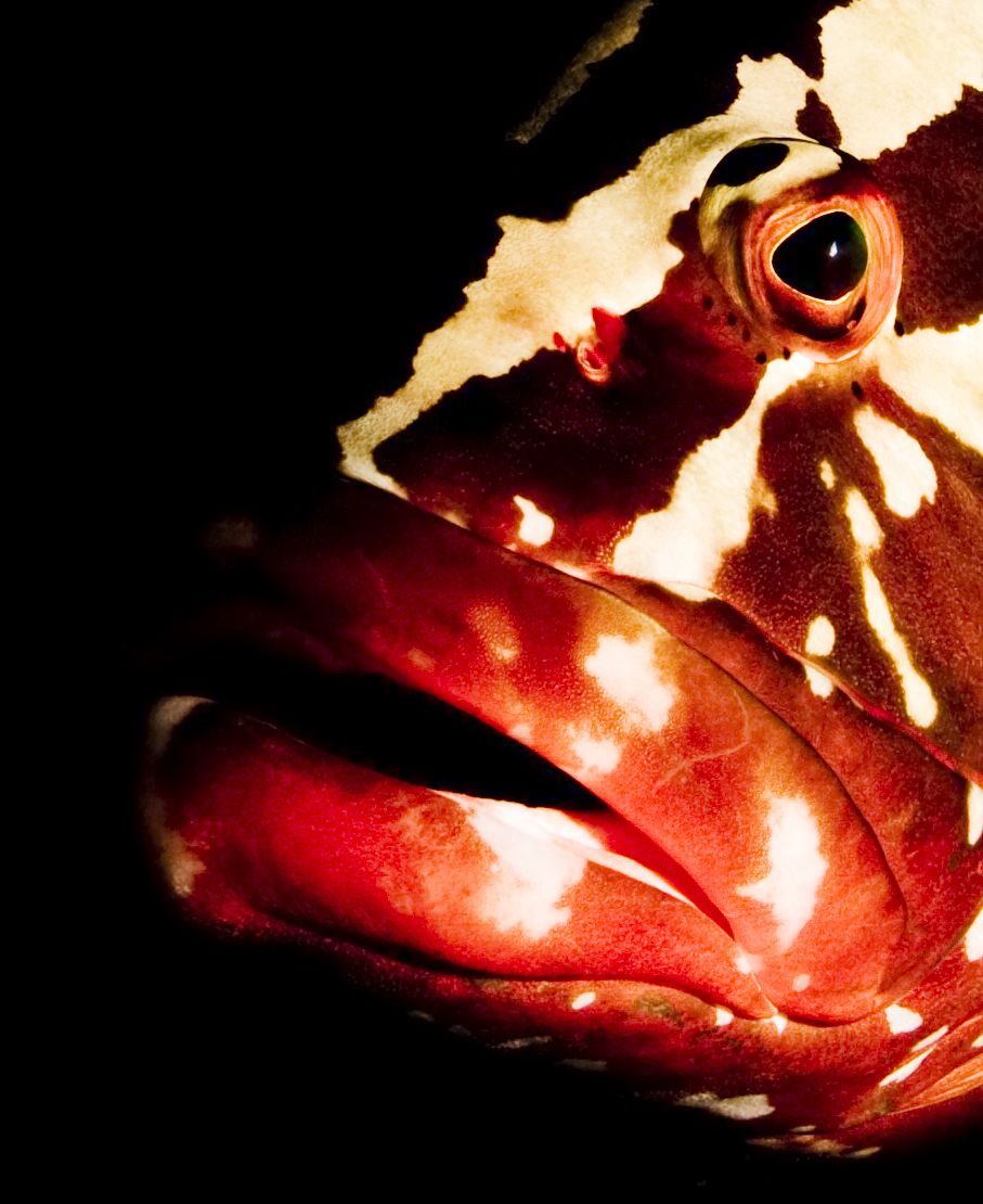 An Intimate Moment with a Curious Fish | Smithsonian Photo Contest ...