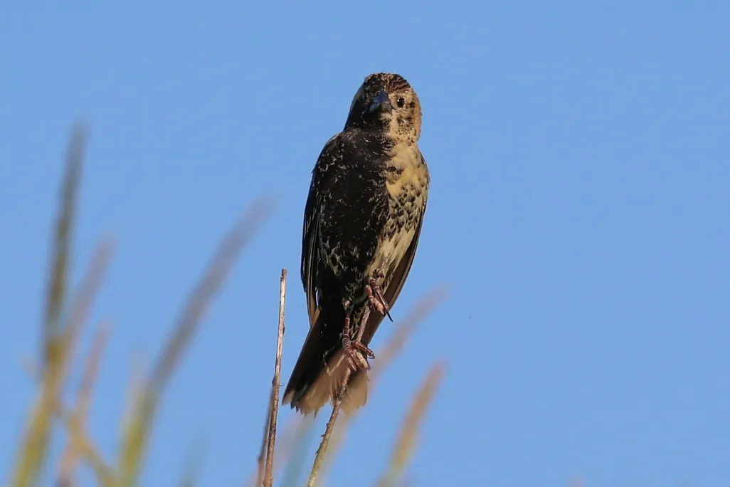 A bird with two types of plumage on each side of its body