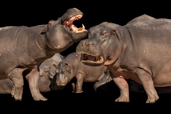 Dueling Hippos thumbnail