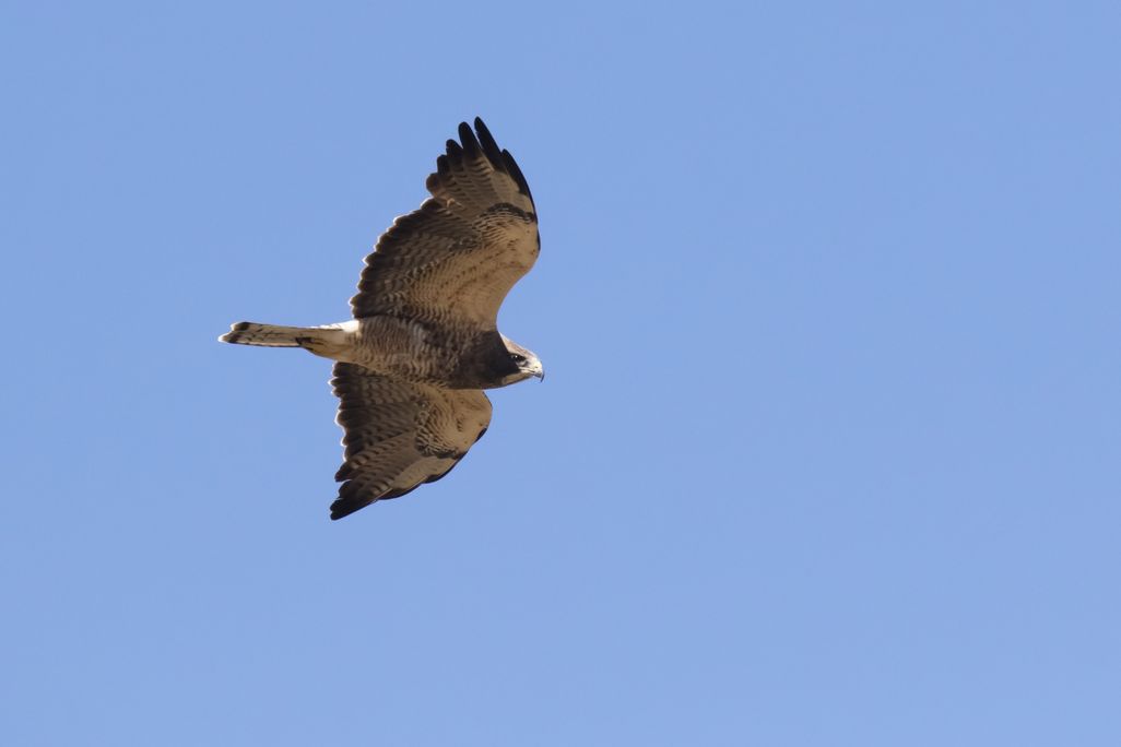 Swainson's hawk