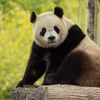 Giant Pandas Are Coming Back to Washington, D.C. icon