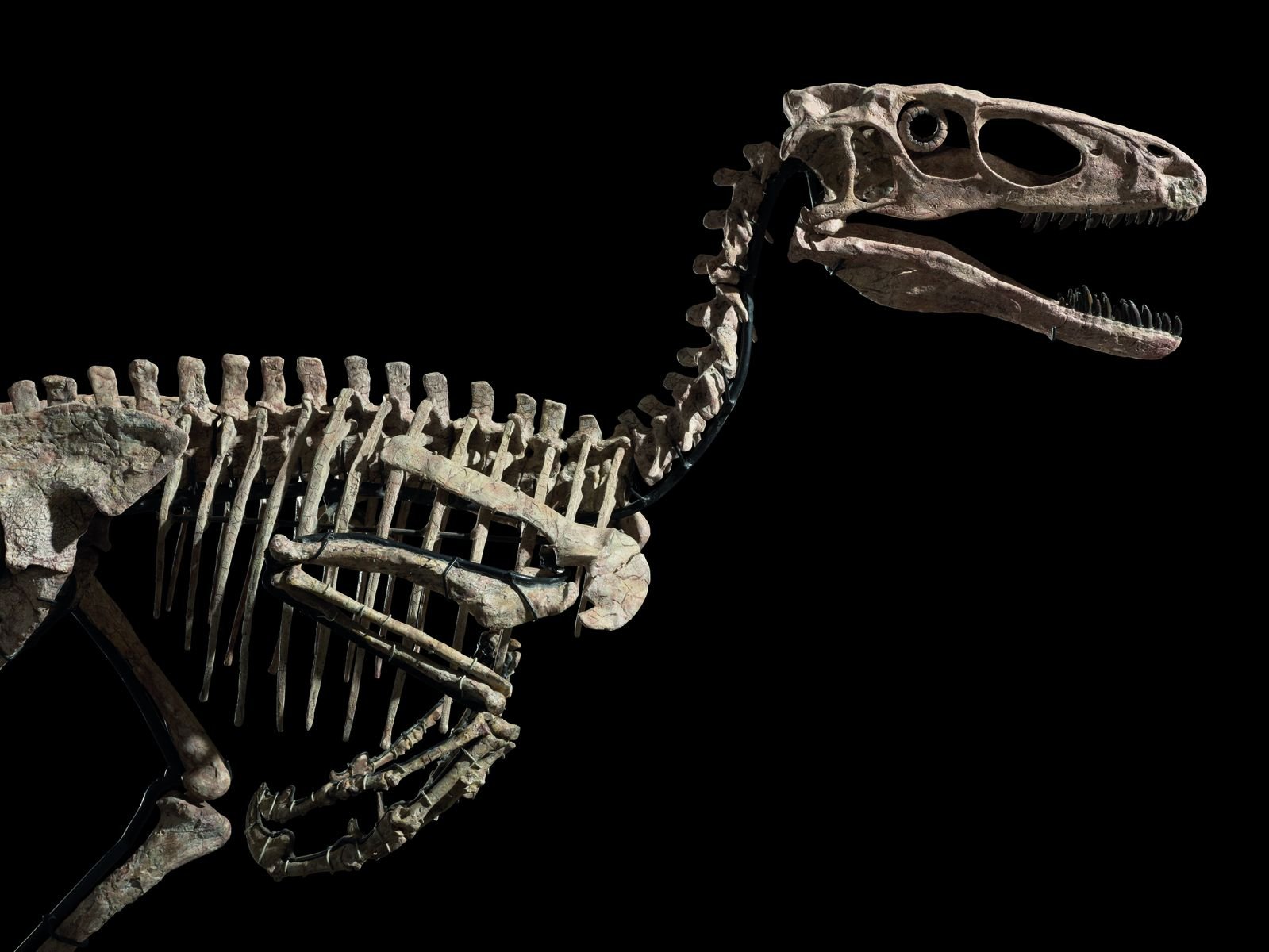 Should the Skeleton of a Dinosaur That Helped Inspire 'Jurassic