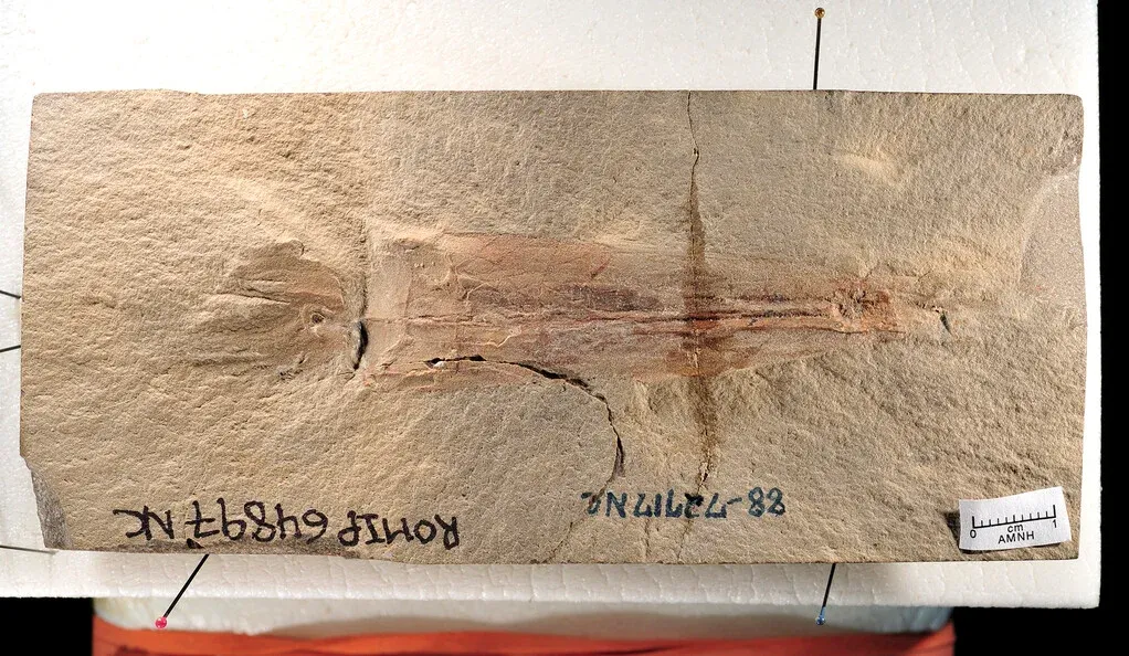 a long fossil in a rectangular beige slab on a table