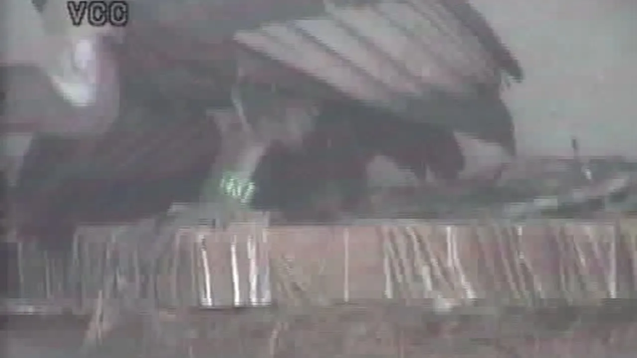 Preview thumbnail for Vulture Chick