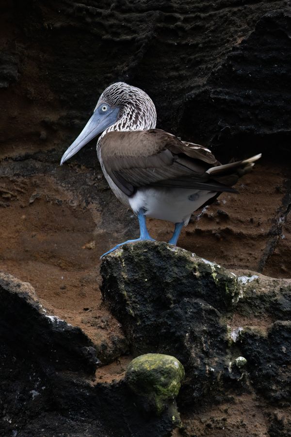 Blue-footed Booby thumbnail