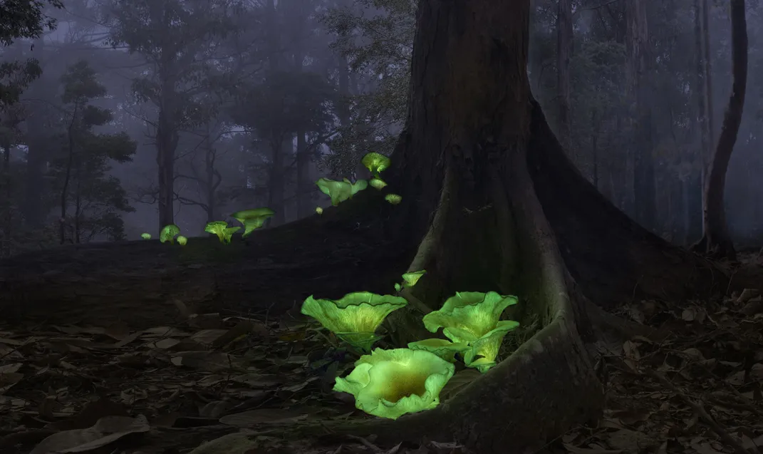 glowing green fungi in a forest at night