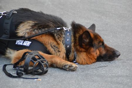 Texas state law classifies retired police dogs (and other law enforcement animals) as surplus government property not to be used for private benefit.