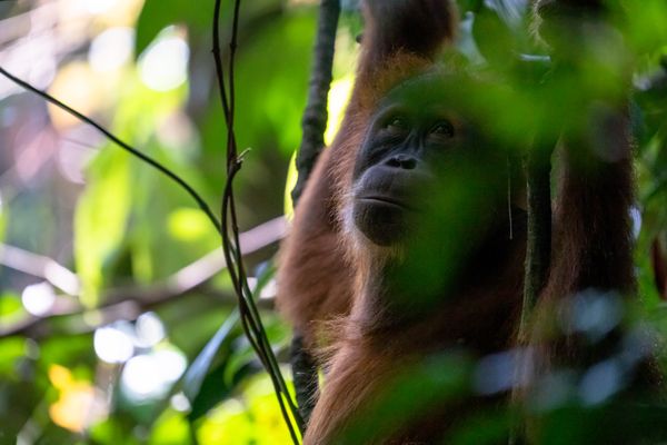 A Sumatran Orangutan in Thought thumbnail