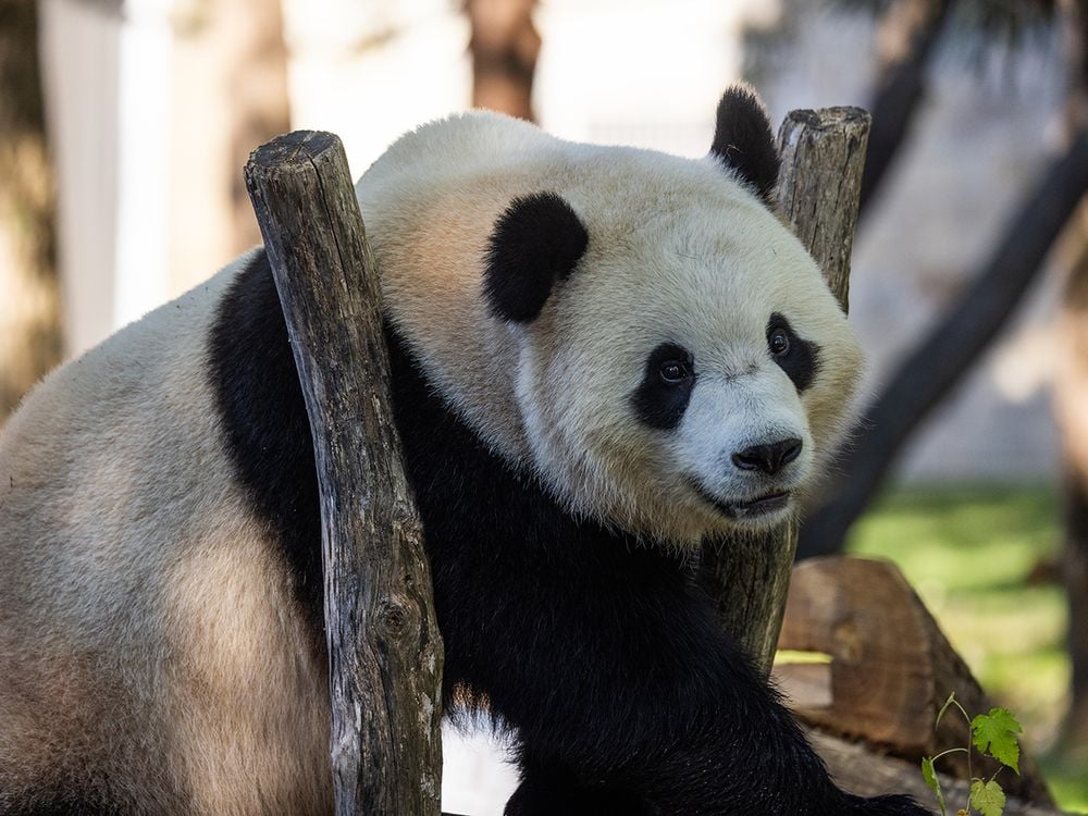 How Can You Tell The National Zoo's Giant Pandas Apart? 