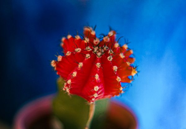 Cactus thumbnail