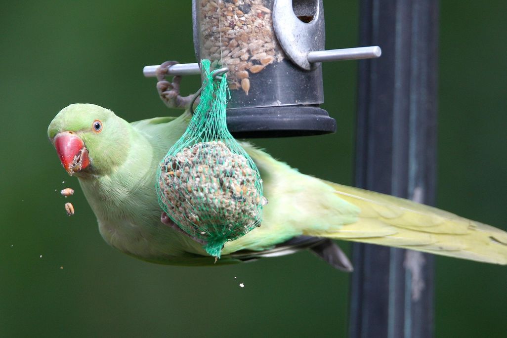 peek-a-parakeet