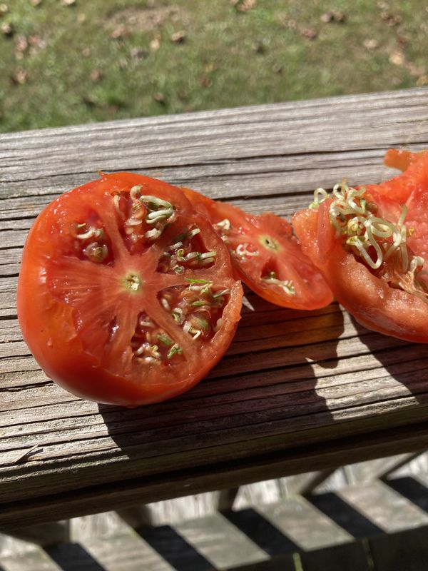 Tomatoes with sprouts growing inside of it. thumbnail