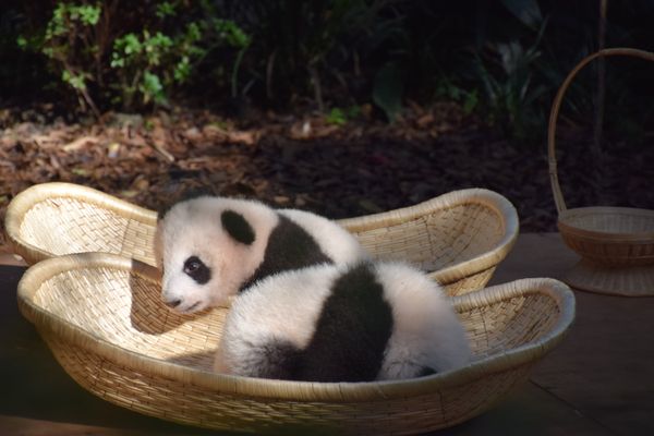 Panda Bear Toddler Trying to Escape Basket in Chengu, China thumbnail
