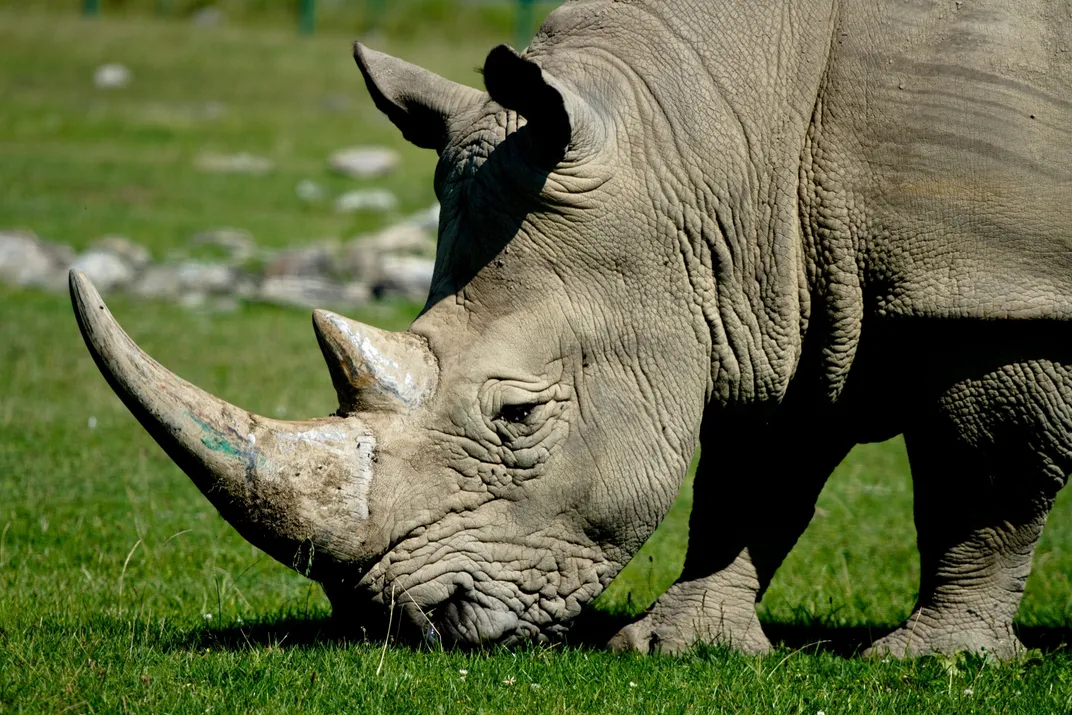 a rhinoceros in the grass