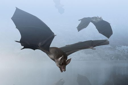 Reconstruction of Palaeochiropteryx