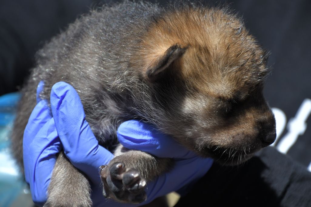 A gloved hand holds a small wolf pup