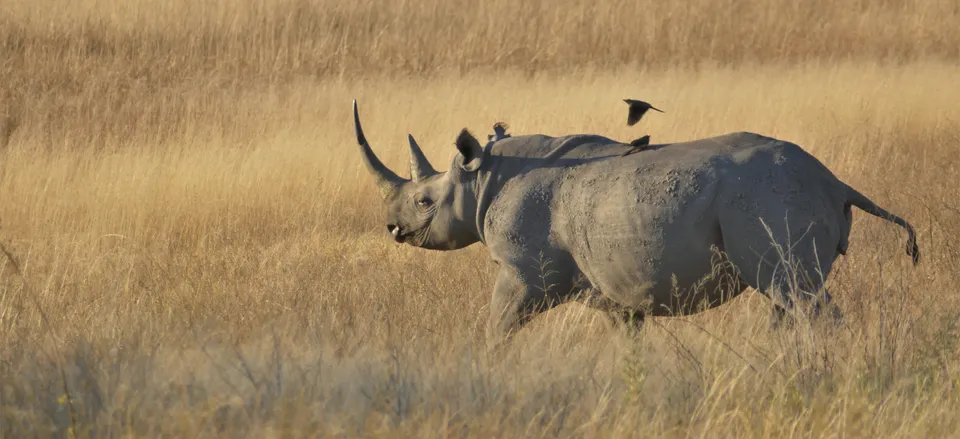  African rhino on the savannah. Credit: Smithsonian Journeys Expert Grant Nel