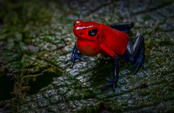 Blue Jeans Poison Dart Frog thumbnail