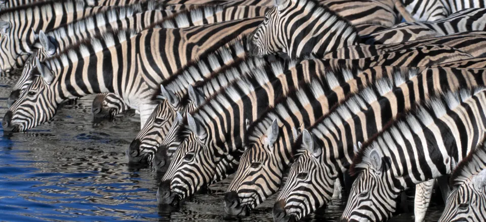  Zebras at a watering hole 